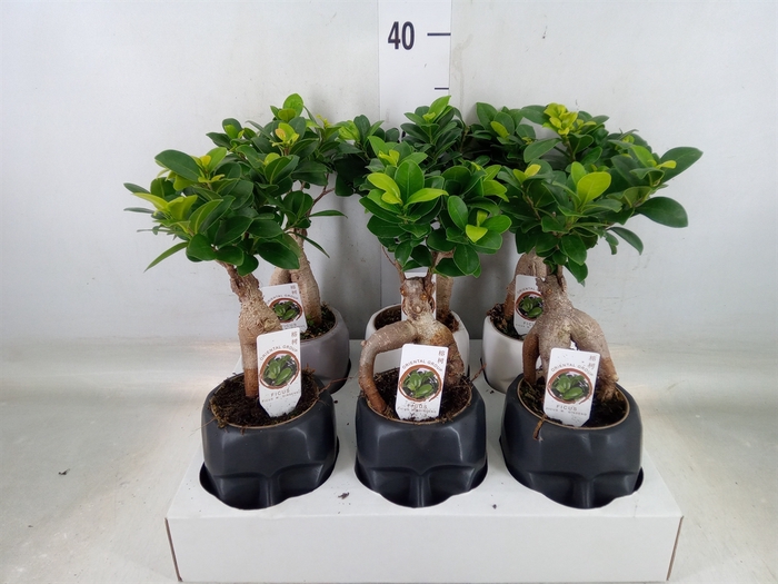 <h4>Ficus microcarpa 'Ginseng'</h4>