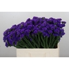 Limonium sinuatum Navy Sun Birds
