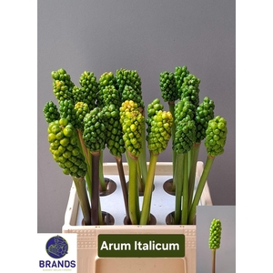 ARUM ITALICUM