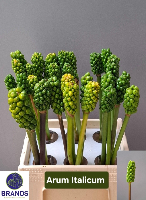 <h4>ARUM ITALICUM</h4>