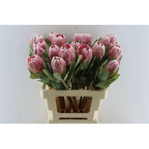 PROTEA PENNY PINK