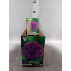 Allium  'Purple Sensation'