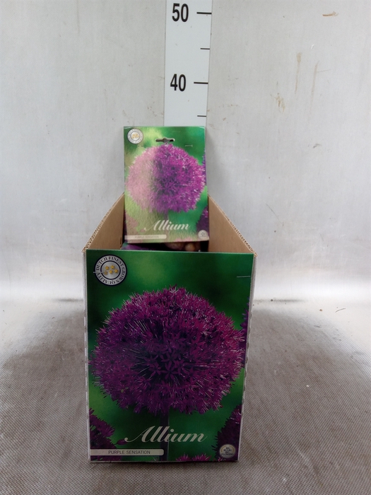 <h4>Allium  'Purple Sensation'</h4>