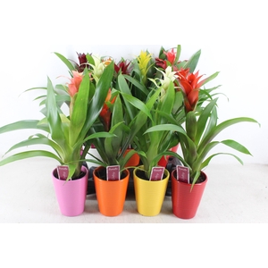 arr3 ZS - Ker. streep mix guzmania