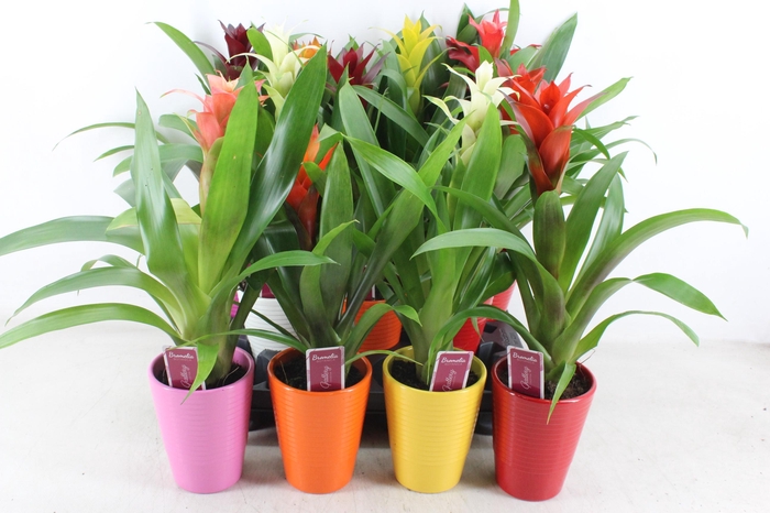 <h4>arr3 ZS - Ker. streep mix guzmania</h4>