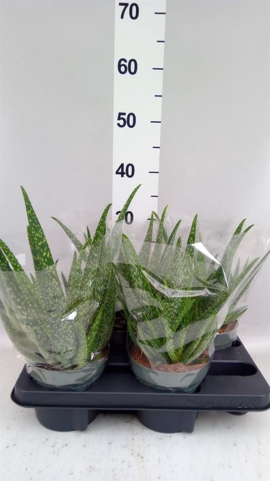 <h4>Aloe vera</h4>