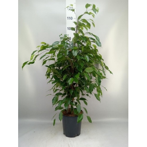 Ficus benja. 'Exotica'