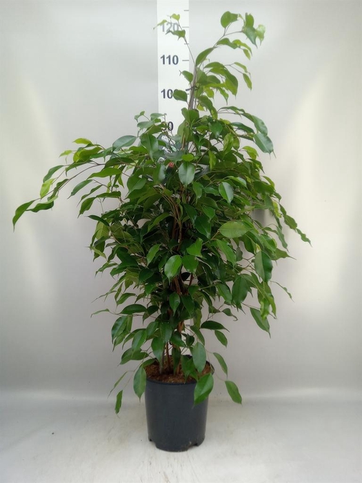 <h4>Ficus benja. 'Exotica'</h4>