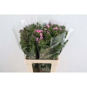 PHLOX P SWEET KIKI