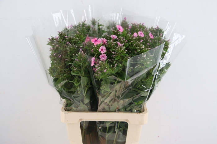 <h4>PHLOX P SWEET KIKI</h4>