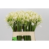 Agapanthus Gletsjer