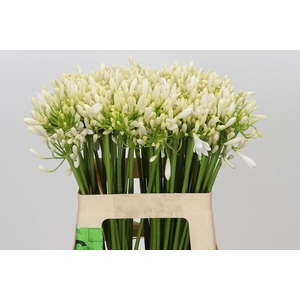 Agapanthus Gletsjer