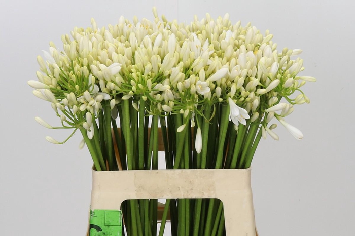 <h4>Agapanthus Gletsjer</h4>
