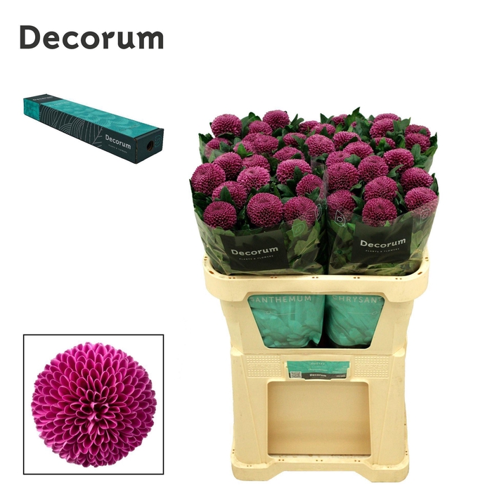 <h4>CHRYSANTHEMUM PL 'ROXO'</h4>