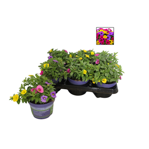 Happy Colours Calibrachoa Copacabana