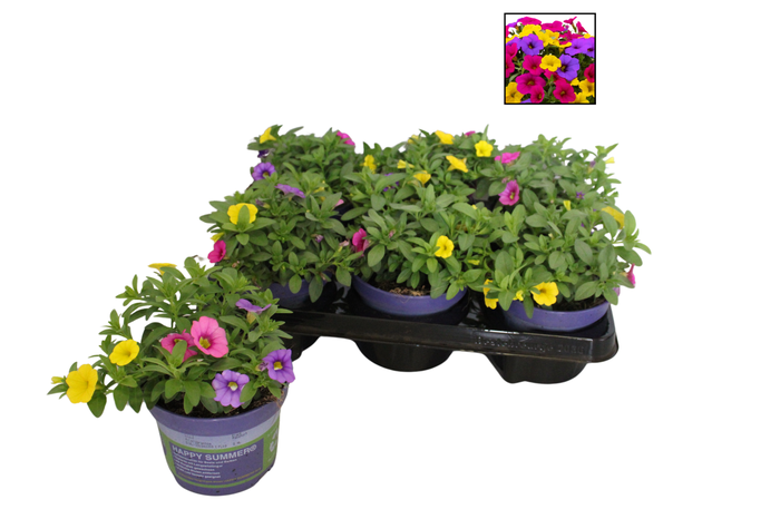 <h4>Happy Colours Calibrachoa Copacabana</h4>