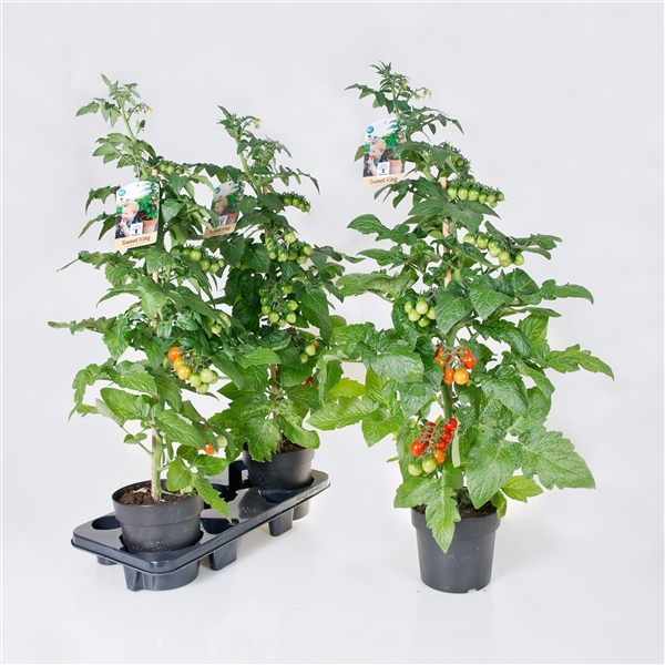 Farmzy® Sweet King, tomato plant