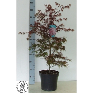 ACER PALMATUM