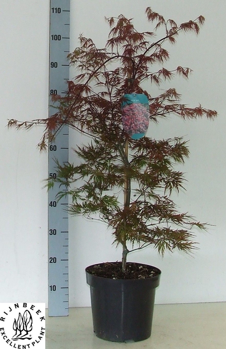 <h4>ACER PALMATUM</h4>