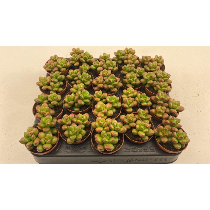 <h4>SEDUM OVERIG</h4>