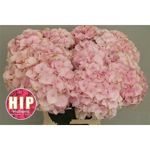 Hydr M Ch Verena Rose 60cm