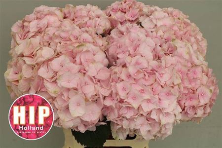 <h4>Hydr M Ch Verena Rose 60cm</h4>
