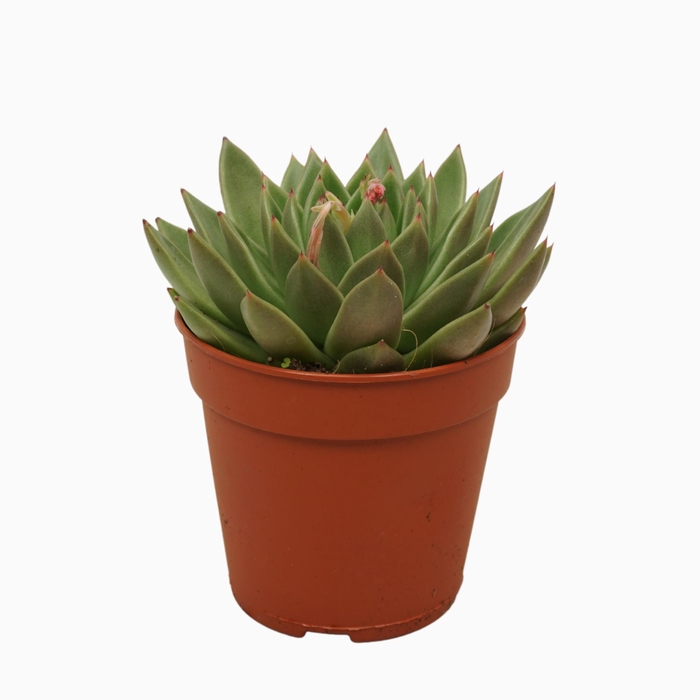 <h4>Echeveria agavoides</h4>