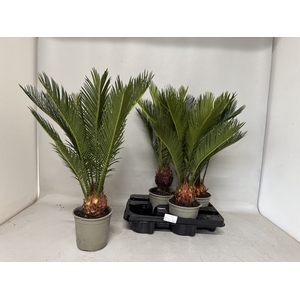 CYCAS REVOLUTA