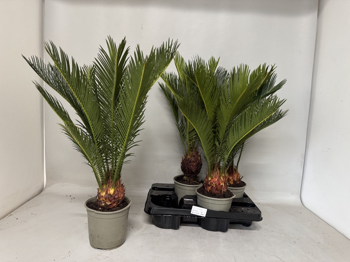 <h4>CYCAS REVOLUTA</h4>