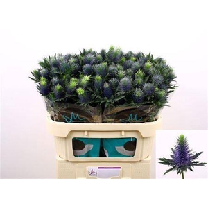 Eryngium Supernova Qstar 70cm X30