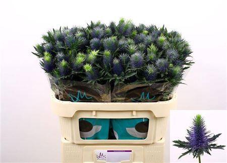 <h4>Eryngium Supernova Qstar 70cm X30</h4>