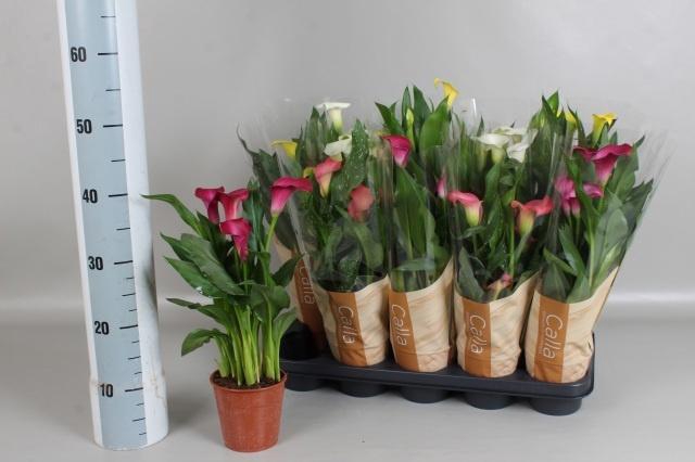 <h4>ZANT GEM 4 KL</h4>