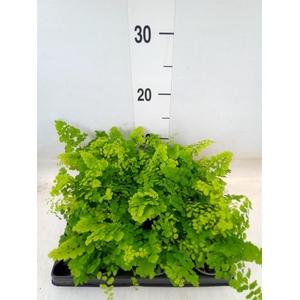 Adiantum raddi. 'Fritz-Luthi'