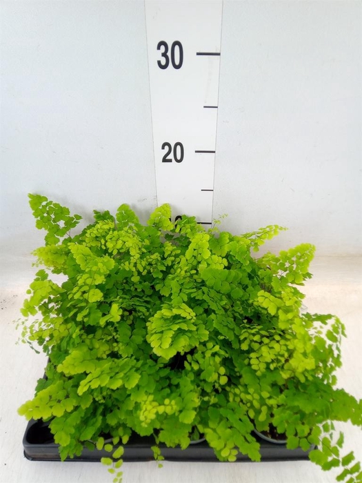 <h4>Adiantum raddi. 'Fritz-Luthi'</h4>