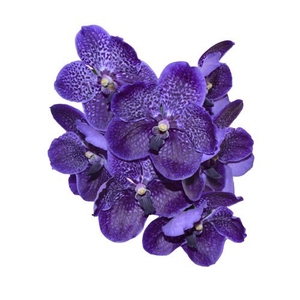 FLOR DE VANDA ROXO