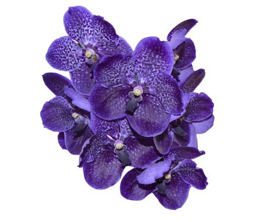 <h4>FLOR DE VANDA ROXO</h4>