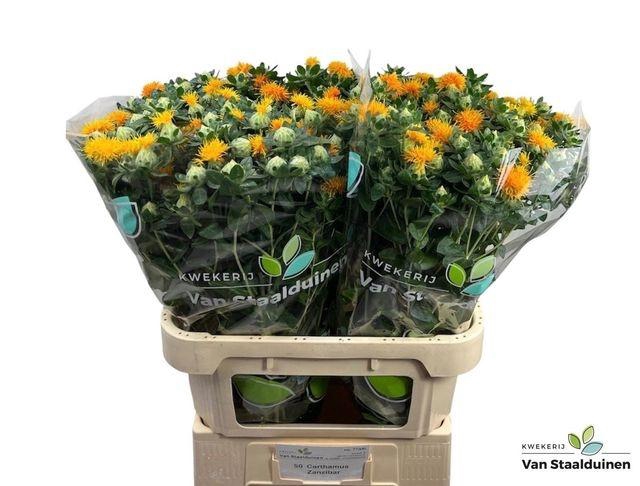 <h4>CARTH T ZANZIBAR</h4>