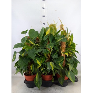 Philodendron scand. 'Brasil'
