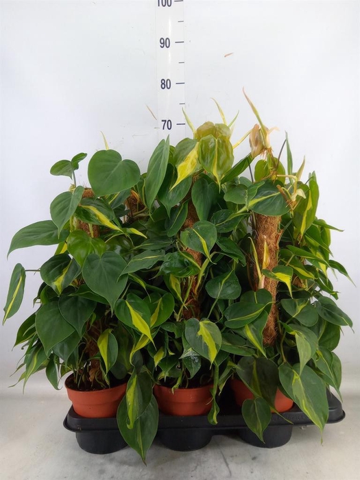 <h4>Philodendron scand. 'Brasil'</h4>