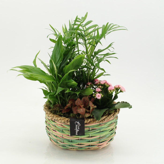 <h4>ESCR-2641RZ Essentials</h4>