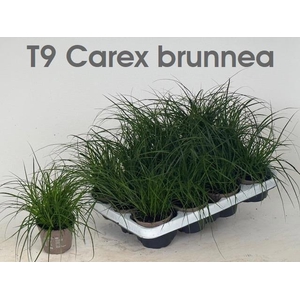 CAREX BRUNNEA