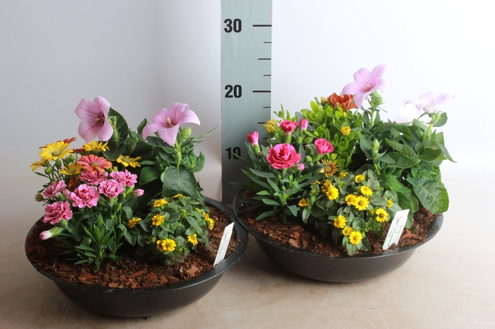 <h4>ARR TUINPLANTEN</h4>