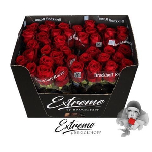 R GR RED NAOMI 70CM EXTREME*