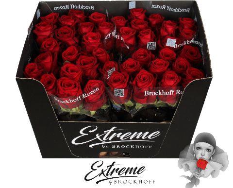 <h4>R GR RED NAOMI 70CM EXTREME*</h4>