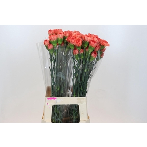 Dianthus St Kalimero