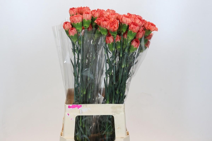 <h4>Dianthus St Kalimero</h4>