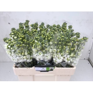 MATTH CENTUM WHITE