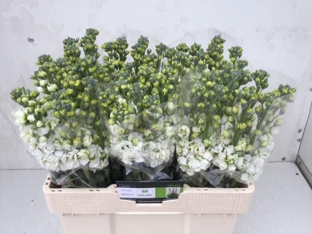 <h4>MATTH CENTUM WHITE</h4>
