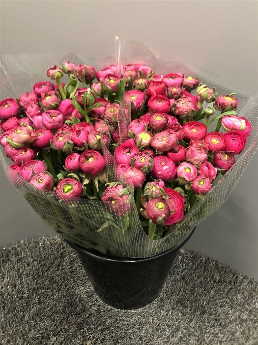 <h4>Ran Elegance Hot Pink</h4>