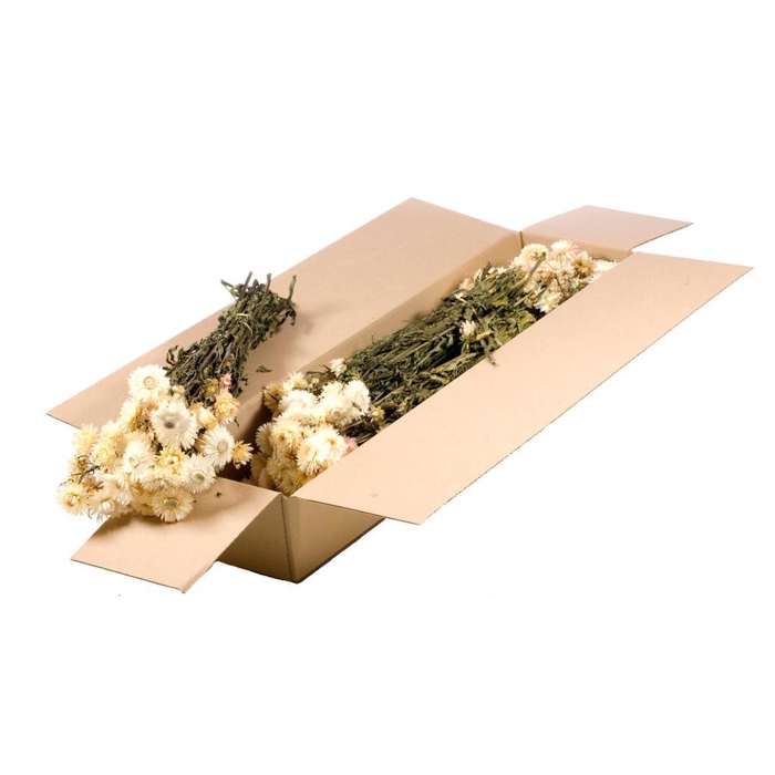 <h4>Helichrysum Sb Natural White</h4>